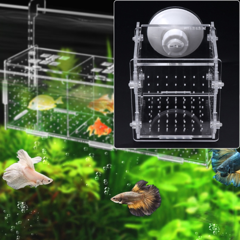 Caja de aislamiento de cría de peces de acuario, Incubadora de pecera, criador para peces de bebé