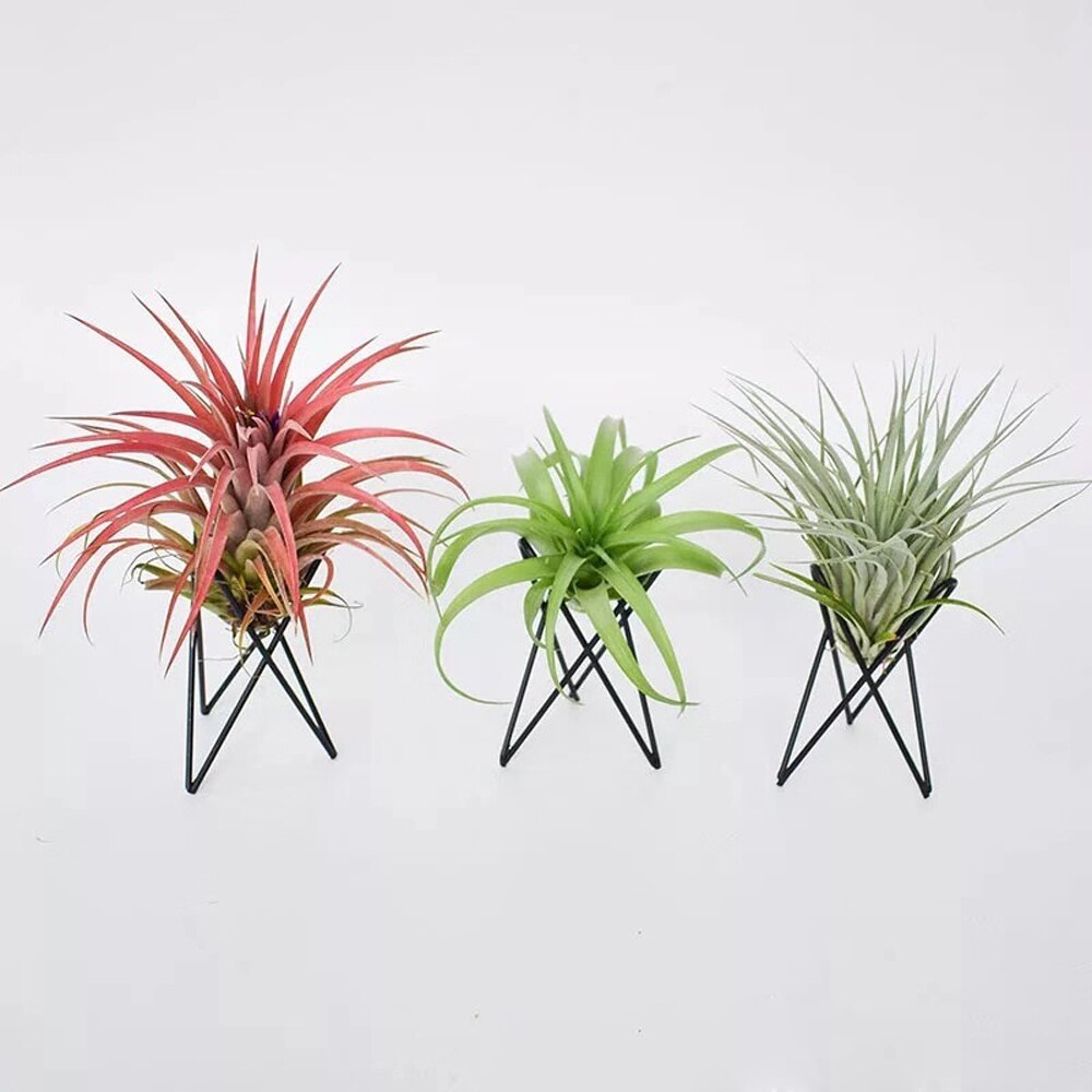 2 stk hjemmejern skrivebordsplanter luft ananas jordløse planter indendørs sort og hvid beslag desinfektionsanlæg til skrivebord