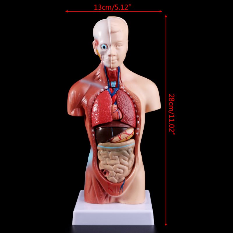 Human Torso Body Model Anatomie Anatomisch Interne Organen Voor Onderwijs