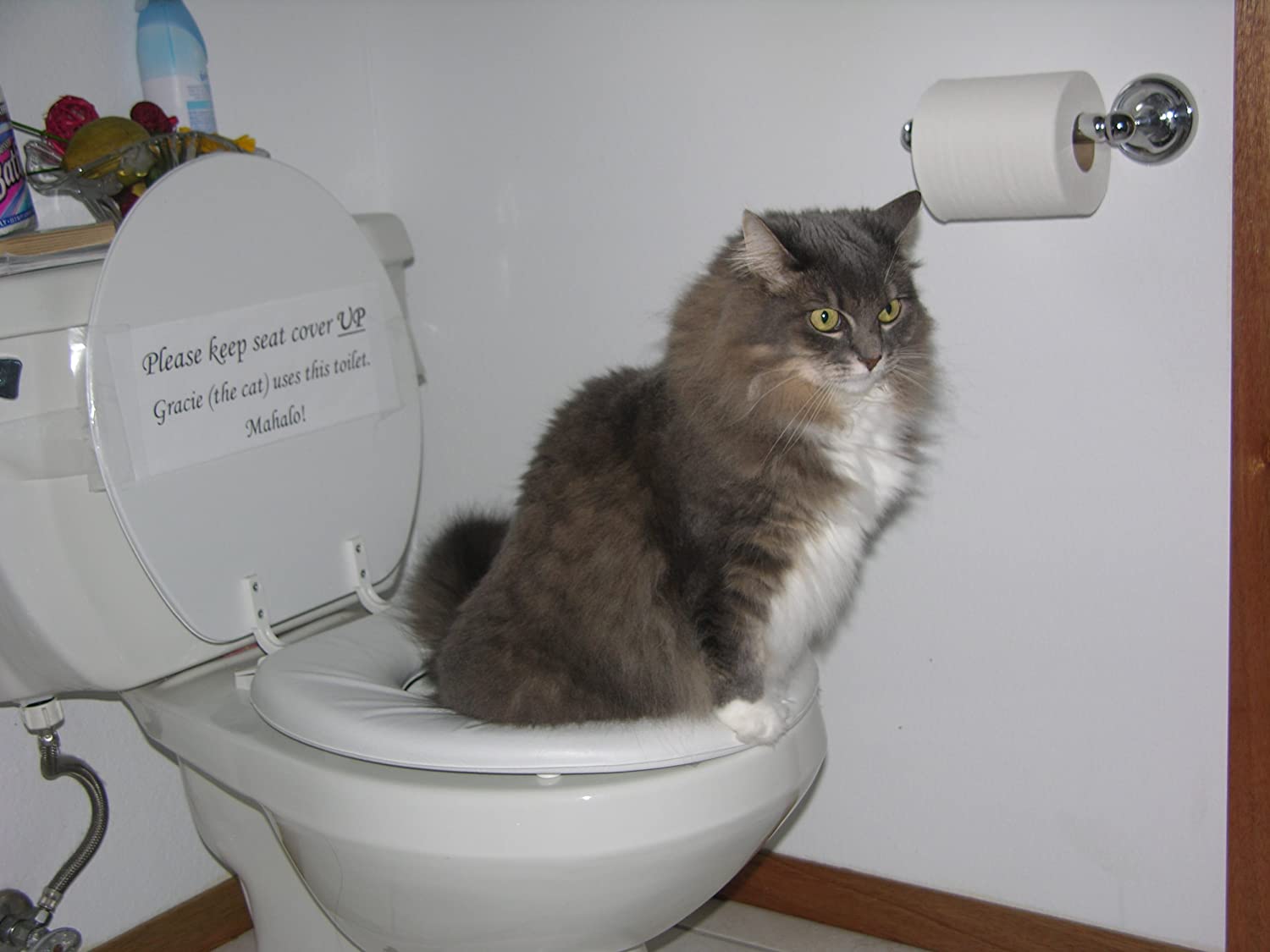 Citikitty Gezien Op Shark Tank Cat Toilet Training Kit