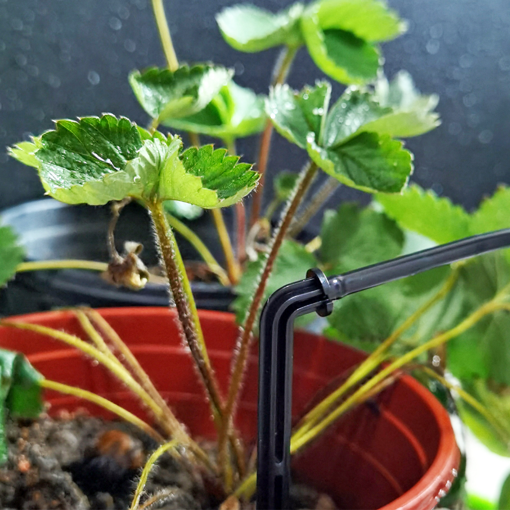 OASIS Greenhouse Drip Irrigation 4-way 3/5mm Drip Arrow 2-way Transmitter Irrigation Watering System for Bonsai Garden 10/20set