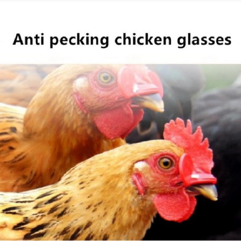 Gafas antipectorales para gallinas y faisán, equipo de cría de pollos, gafas para el pene, para Cocina y jardín, 20 Uds.