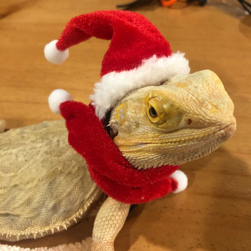 Einstellbar Eidechse Leine Mit Sacrf Hütte Kostüm Cosplay Reptil Leine Mit FlüGel Für Weihnachten Halloween Festival