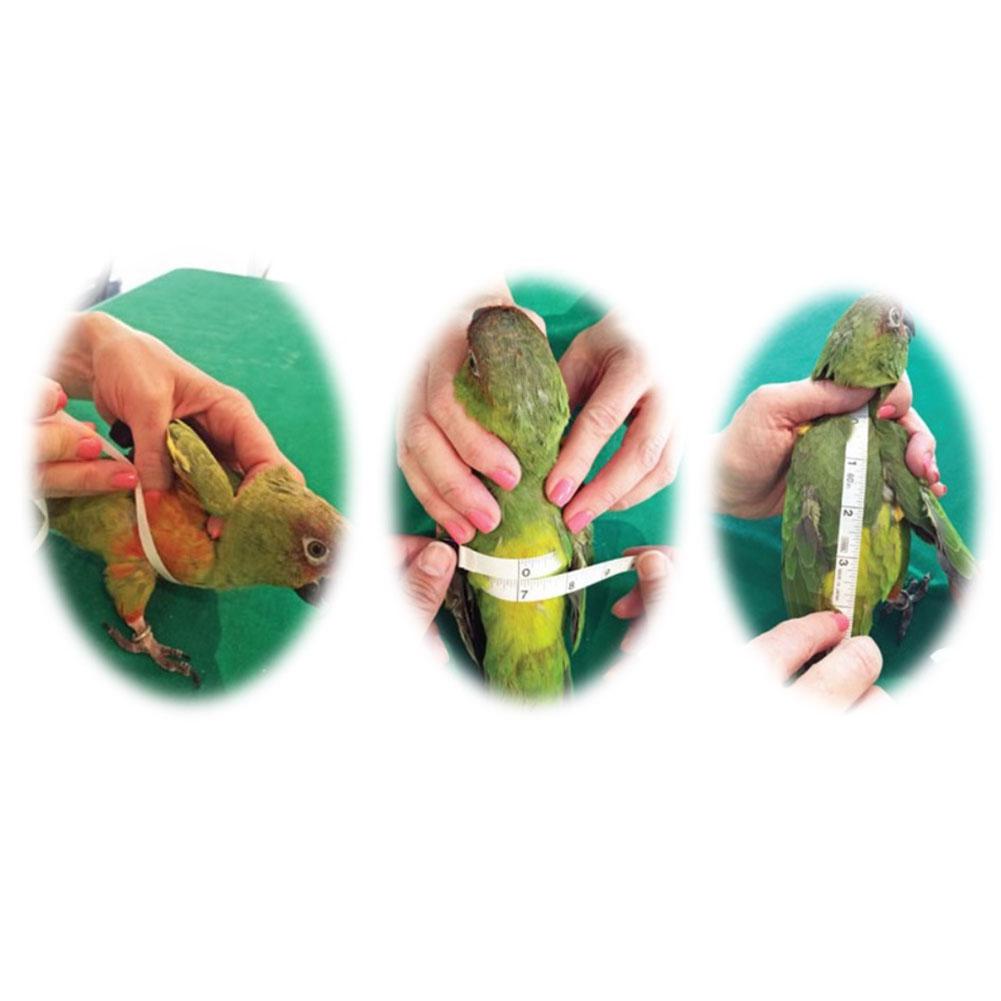 Pañales de Mascota para pájaros loros