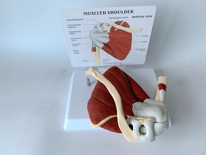 Schouderblad Claviculaire Spier Model Medische Leermiddelen Voor Functionele Ligament Van Skelet Gezamenlijke Van Menselijk Skelet