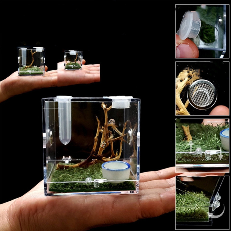 Jumping Spider Habitat Acrylic Feeding Cage Nano Terrarium with Arboreal for Small Reptiles Clear with 360 Degree View