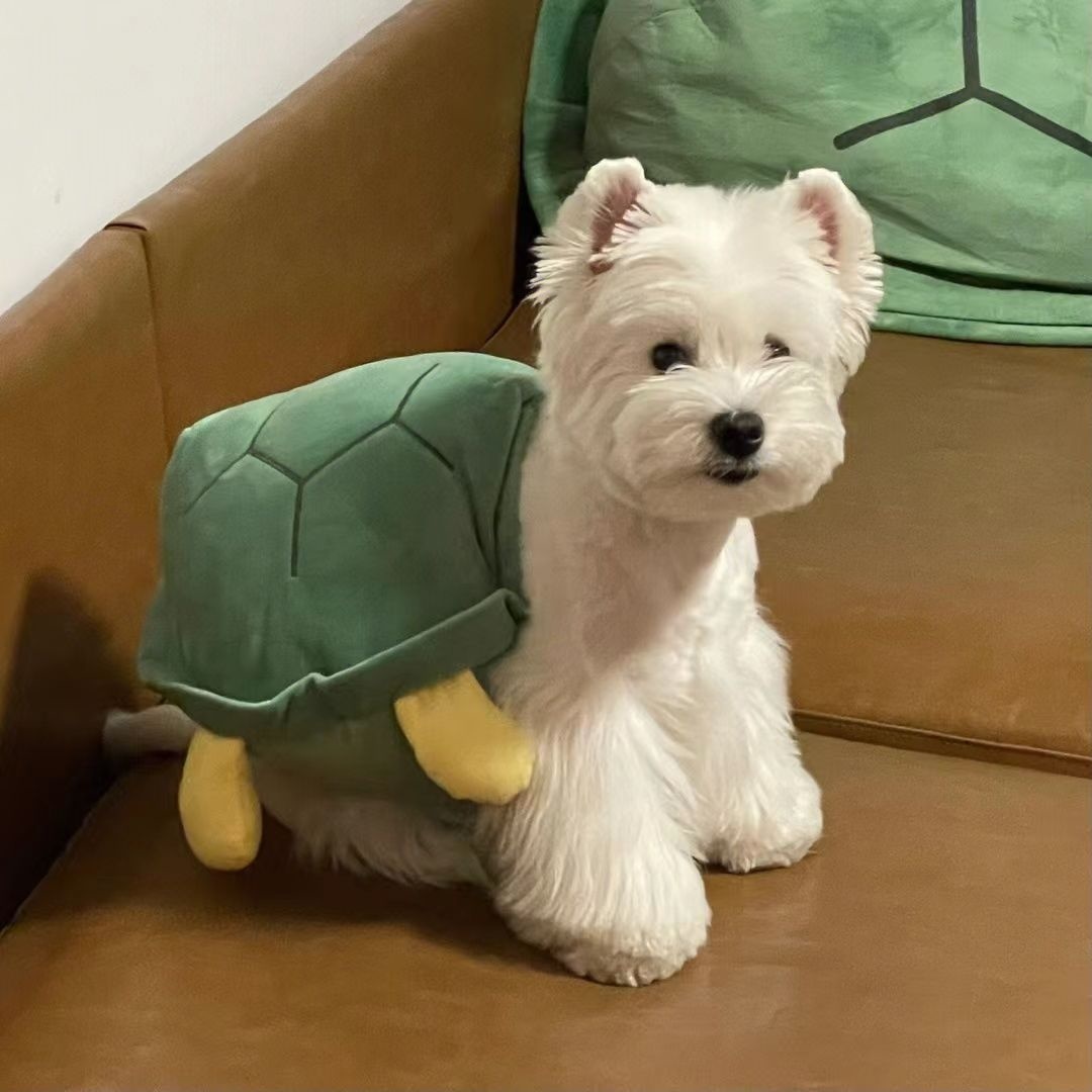 Hund Schildkröte Muschel Kleidung Haustier Herbst und Winter kleiner Hund trägt Teddy Böhmen Höhen Koki Schildkröte Kleidung Halloween Haustier Kostüm