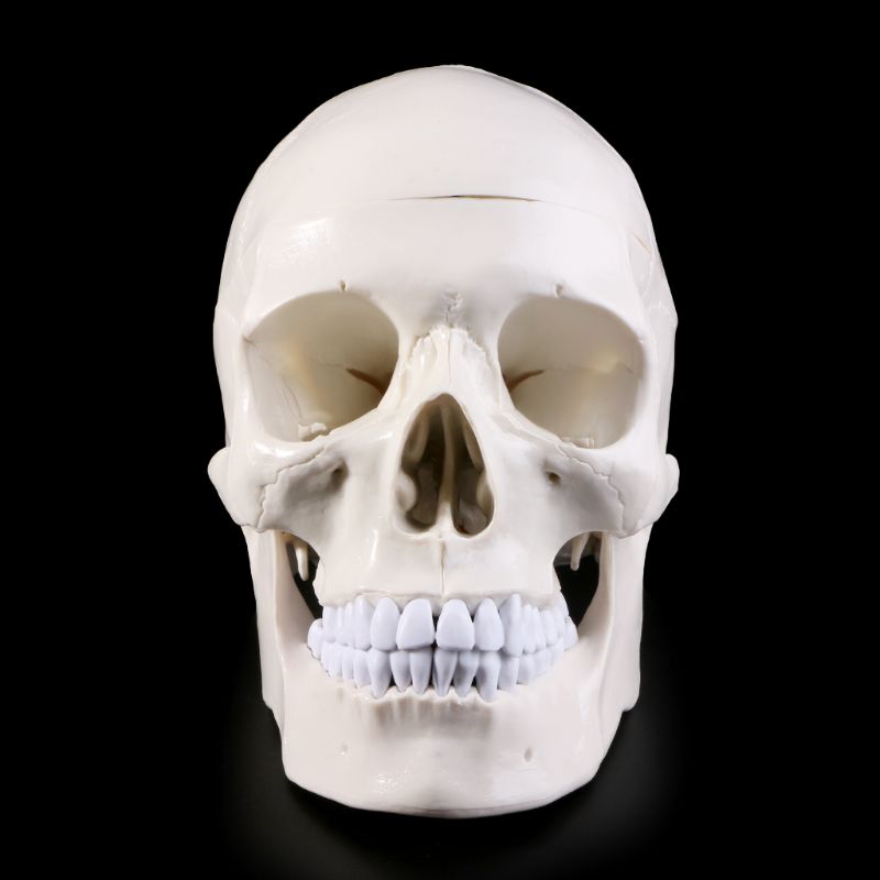Human Anatomical Anatomy Head Skeleton Skull Teaching Model School Supplies Study Tool 16FB