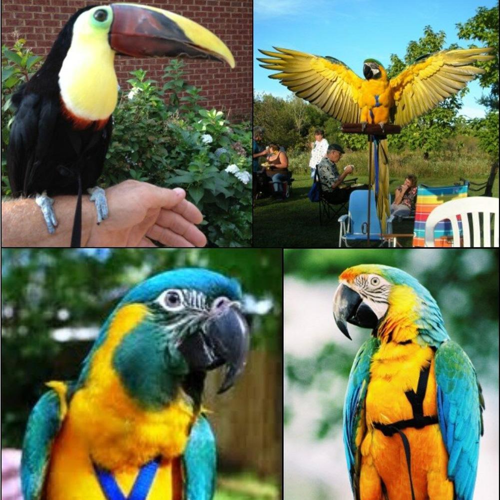 Tren de aves para mascotas, Correa colorida para loros y pájaros, arnés ajustable para exteriores, cuerda de entrenamiento, banda cruzada voladora, productos para mascotas, suministros para aves