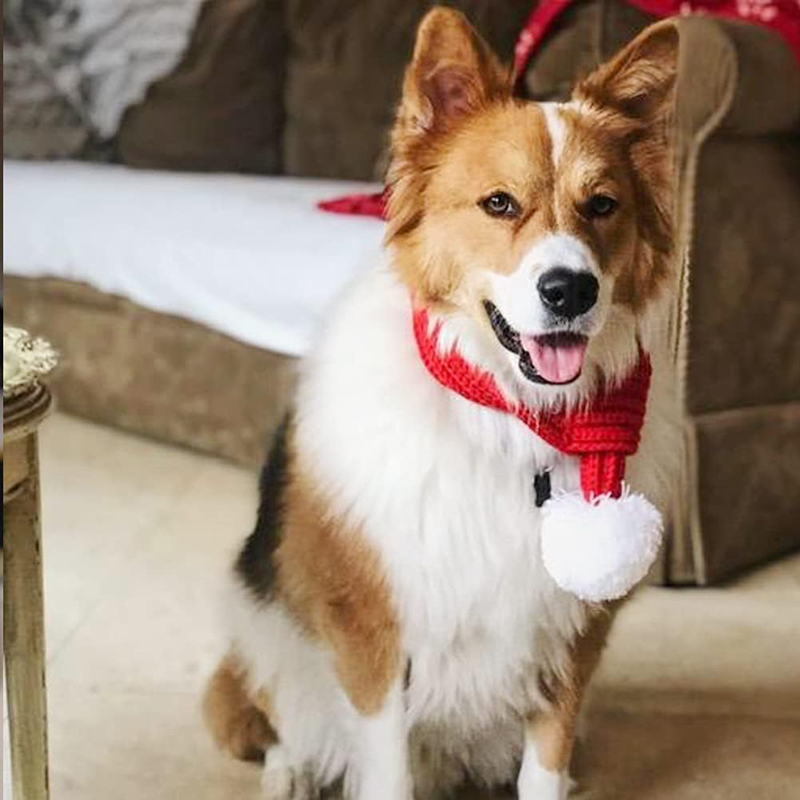 Bufanda de punto con pompón blanco para perros y gatos, bufanda cálida para mascotas, suministros de invierno, accesorios de Navidad y Año