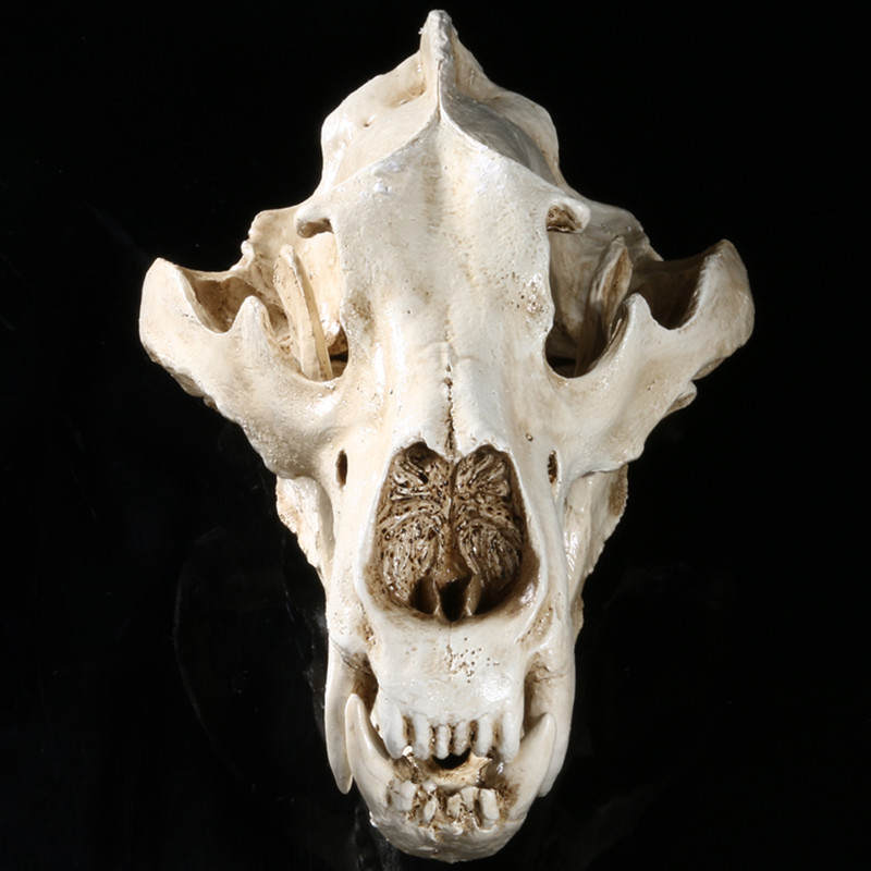 Witte Ijsbeer Hars Split Schedel Hoofd Model Ornament Home Bar Diy Decor