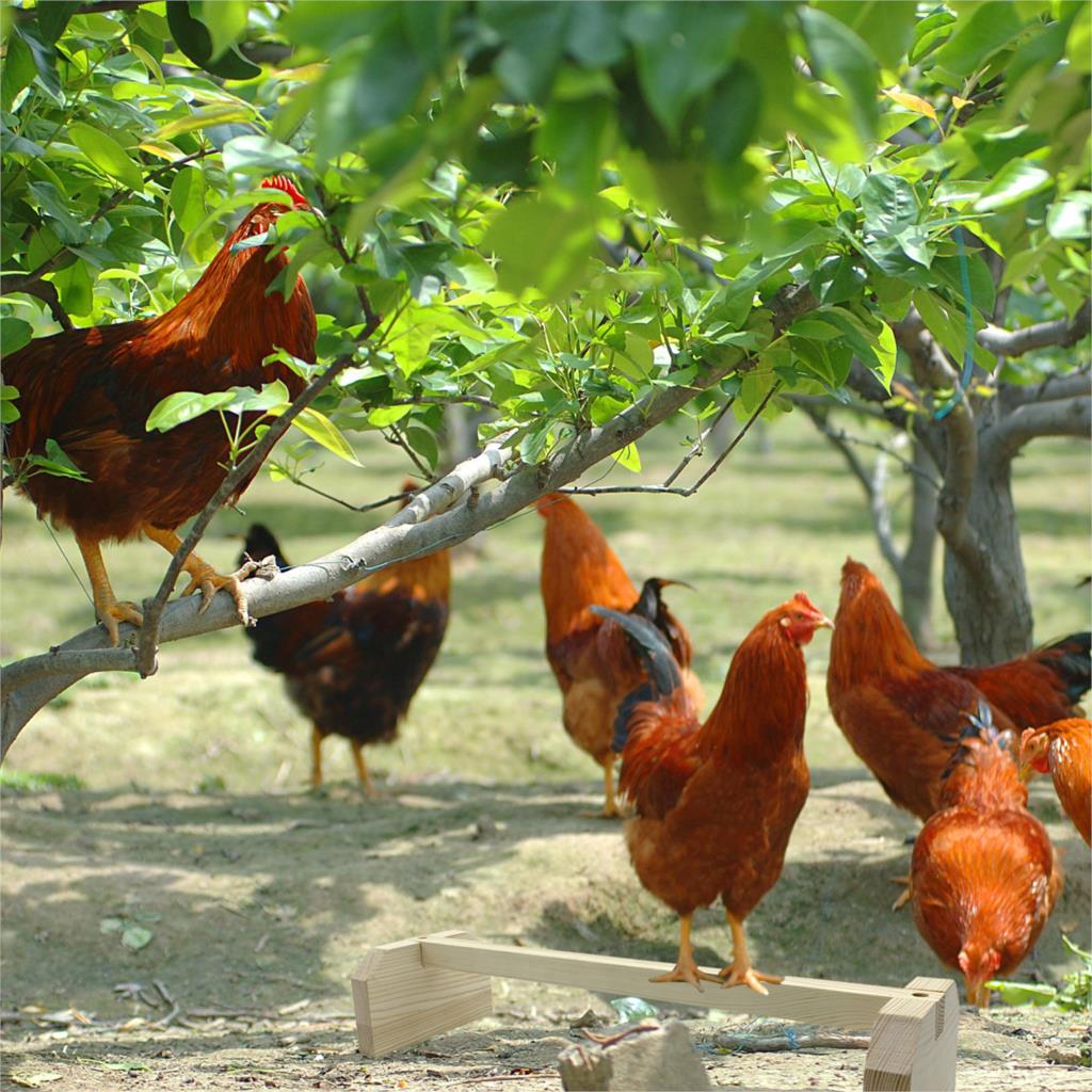 Soportes para loros medianos y grandes, percha de madera para loros, loro, pollo, percha, juguete de pájaro para mascotas 1/2PC