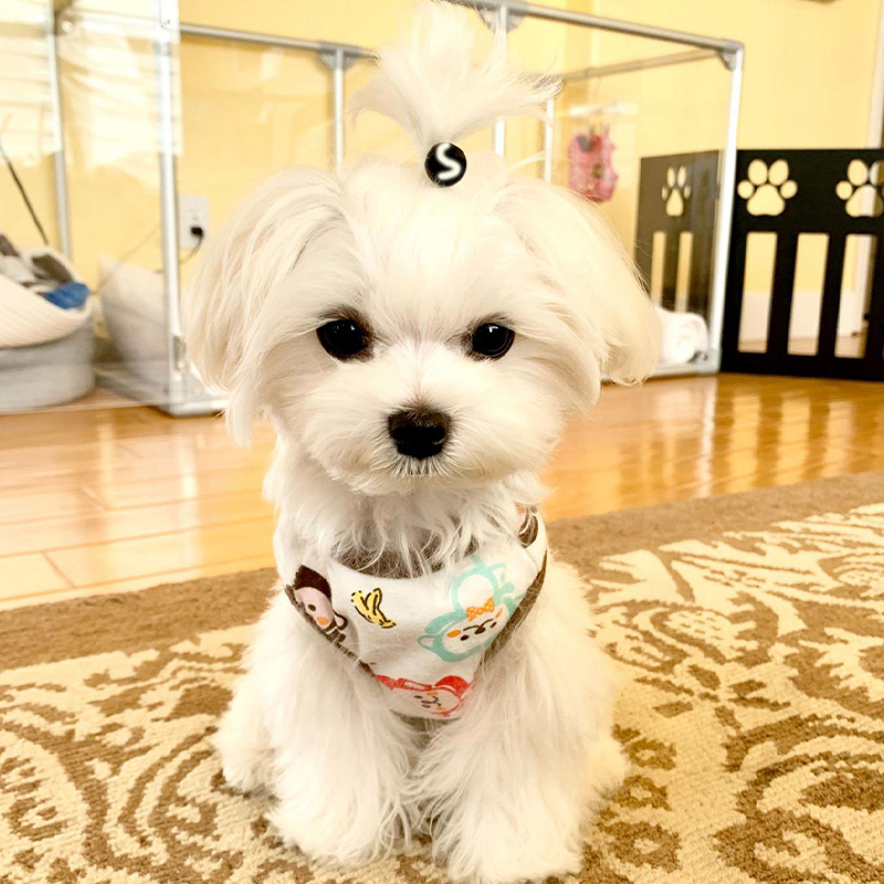 T-Shirt d'été fin et respirant pour chien de petite et moyenne taille, imprimé dessin animé mignon, vêtements Chihuahua Yorkshire GlaPet,