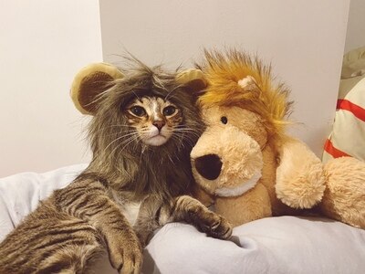 Nakrycia głowy lwa, czapka dla kota, śliczna transformacja, ozdobny kot akcesoria, nakrycie głowy kota, peruka, zabawny kapelusz dla psa