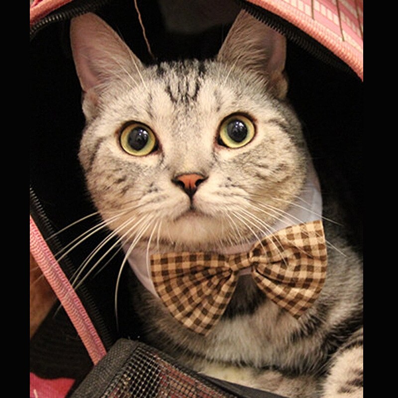 Akcesoria dla zwierząt kot i placki muszka uniwersalna moda trwała muszka biżuteria artykuły dla zwierząt Qianyi