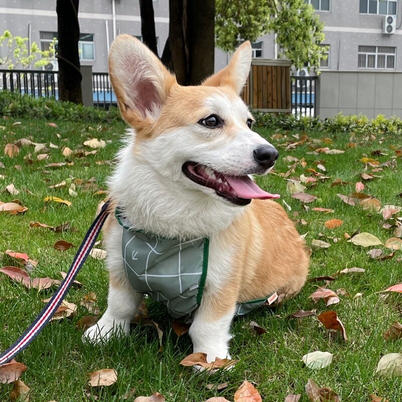 Hoopet Hond Corgi Dudou Omringen Waterdichte Kleding Kat Koud Beschermen Buik Huisdier Bescherming Buik Zomer Teddy T-shirt