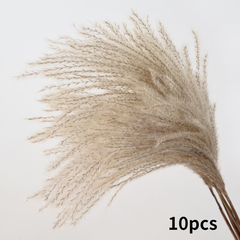 10Pcs Dry Dried Small Pampas Grass Flowers Pantas Artificiales Para Decoracion Real Plants Home Decor Wedding Decoration: small Pampas