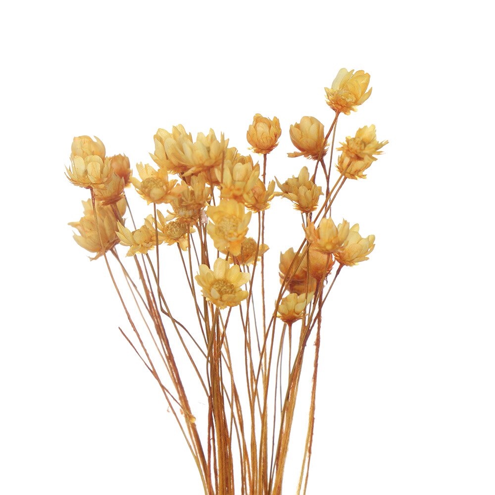 Flores secas frescas naturales de margaritas, ramo para la boda, decoración del hogar, Fondo de fotografía: 06