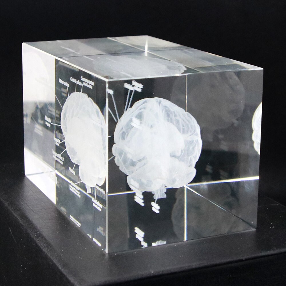 Gehirn Diagramm Kristall Würfel 3D Menschliches Anatomisches Modell Kristall Glas Würfel Anatomie Geist Neurologie Denken Medizinische Wissenschaft