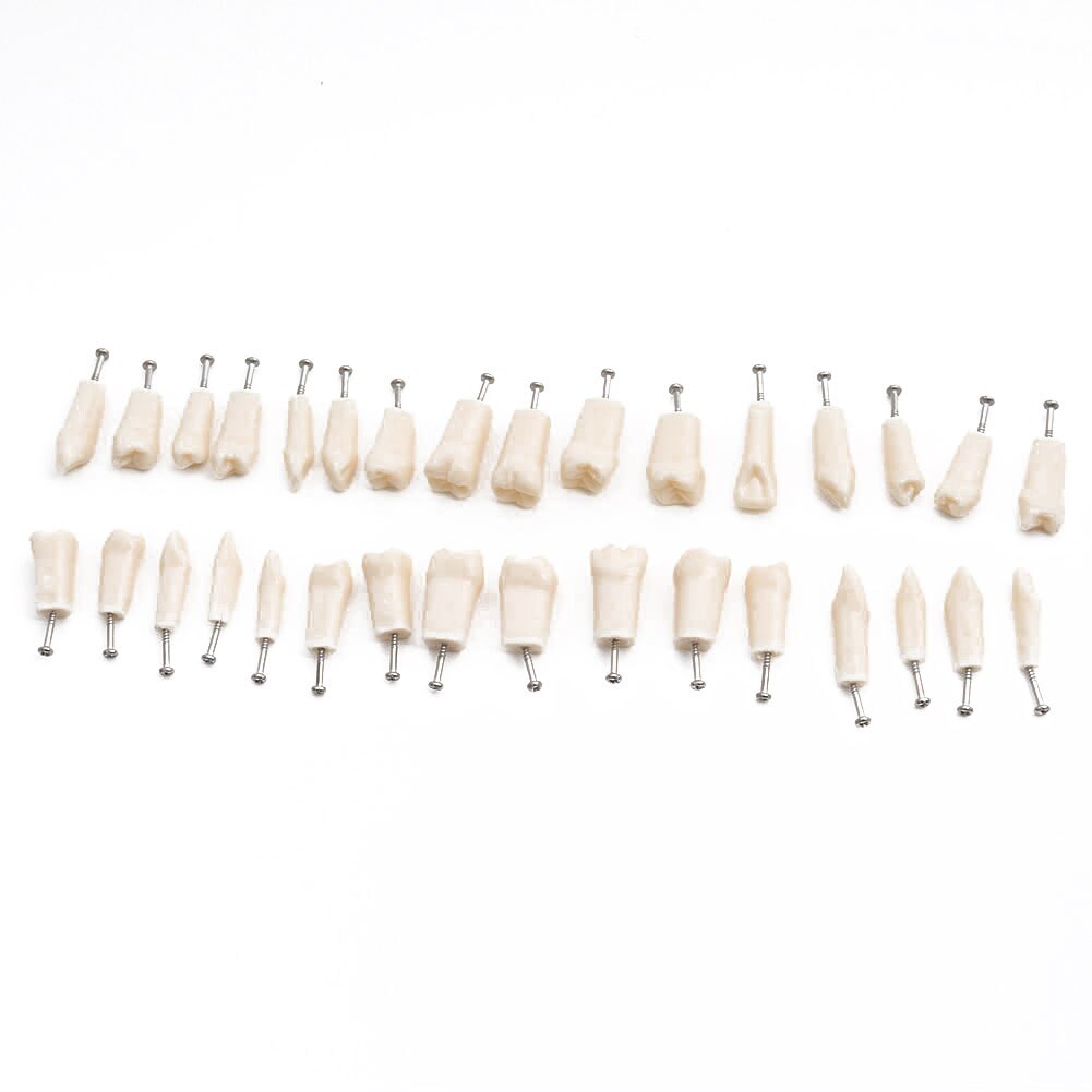 Dental Teaching Model Teeth Model Standard Model with 32 Screw-in Teeths Demonstration Soft Gum: 32pcs teeths