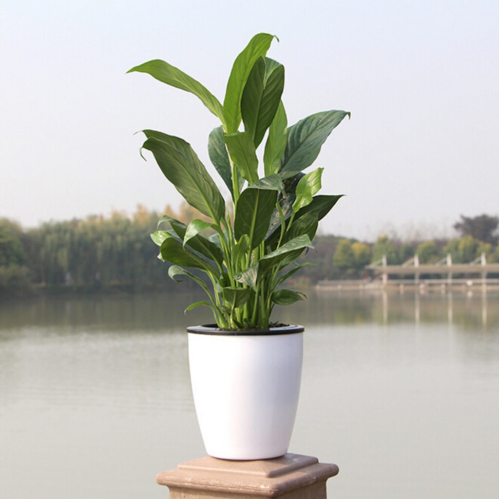 Self Watering Plant Flower Pot Imitation Pottery Automatic Water Absorption Planting Black And White Flower Pots Plastic Basin