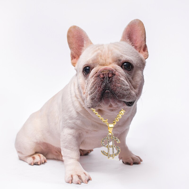 Collier avec pendentif en forme de Dollar américain pour chien, grande chaîne en or de Style Hip-hop, longue chaîne en alliage, Pitbull, collier pour chien de compagnie, accessoires de bijouterie