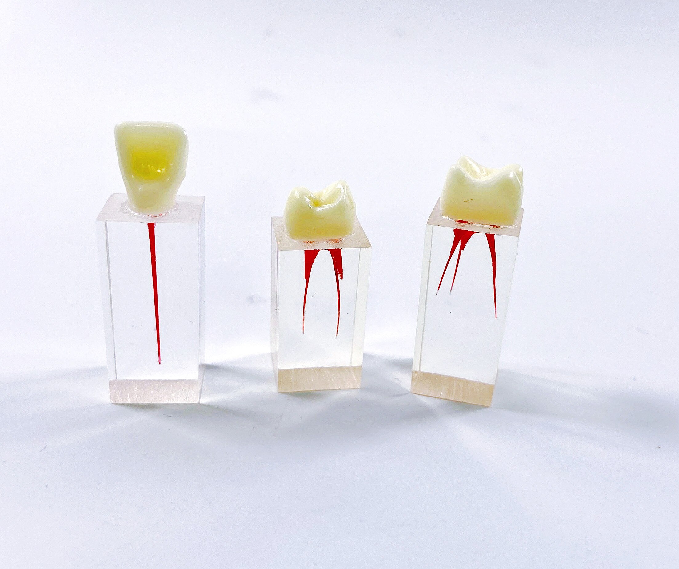 Dental Endo Training Block Endodontics Student Teaching Model Dentistry 3 Styles Practice Model