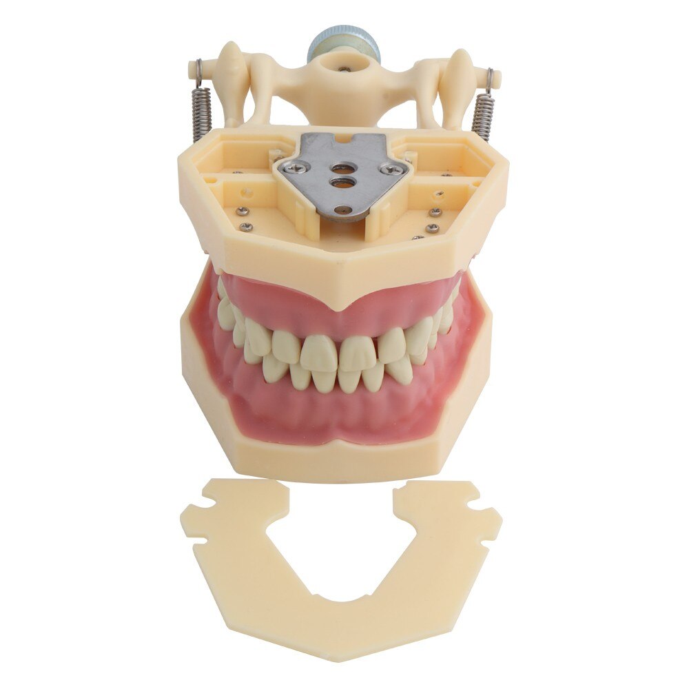 Frasaco Style Dental Model Teeth Model Dental Teaching Model Standard Model with 32pcs Screw-in Teeths Demonstration