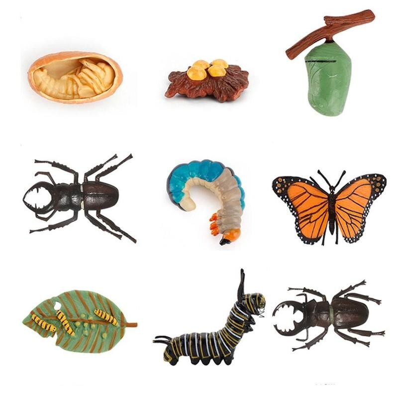Simulatie Insect Bee Groei Cyclus Model Beeldjes Kikkers Zee Groei Mier Set Mosquito Model Cyclus Cijfers Kip Speelgoed T G5N