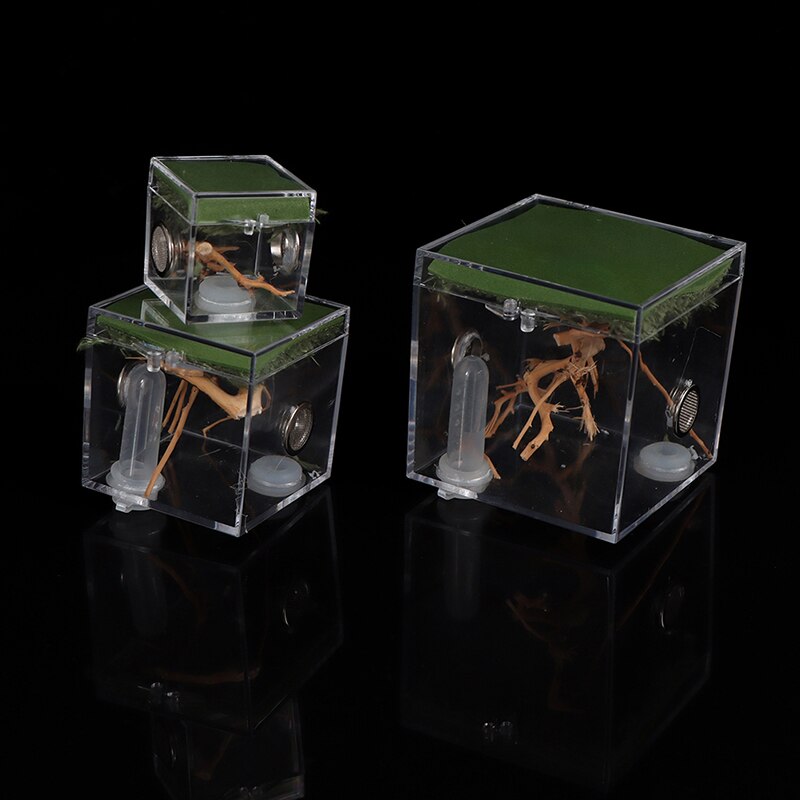 Caja de plástico para cría de insectos, jaula de alimentación transparente para araña saltamontes, Grillo, escorpión, escarabajo, Mantis