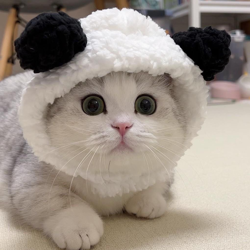Lustiges Haustier-Stirnband, Plüschgarn, Katze, Hundekappe, Panda, Schwein, Haustier, warme Haustiermütze, KüKen, Cosplay, Zubehör, Kopfschmuck, Kostüm: verrotten