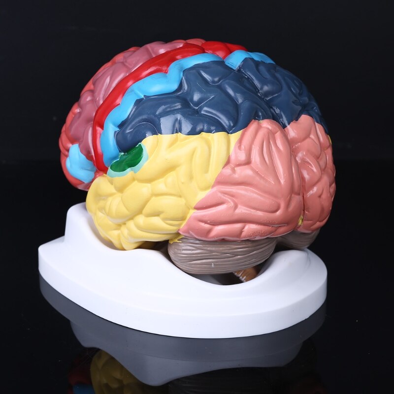 Life Size Human Brain Functional Area Model Anatomy for Science Classroom Study Display Teaching