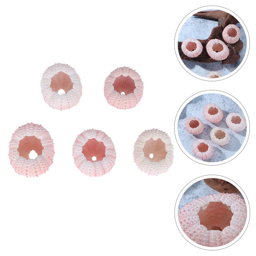 5 pièces Naturel Coquille D'oursin Plante En Pot Maison Décoration Artisanat Bricolage FOURNITURES