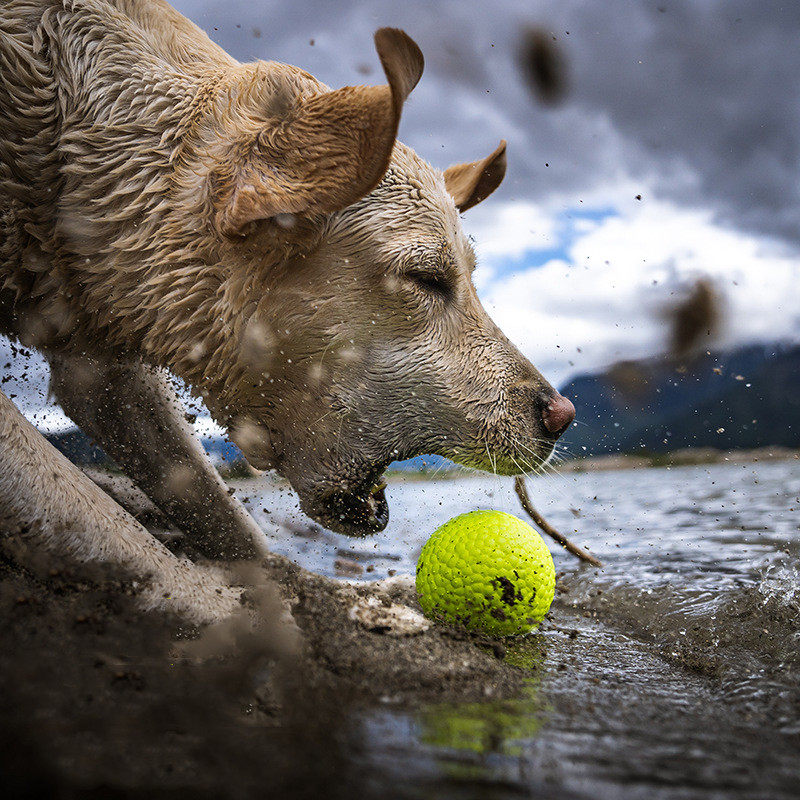 Interactieve Hond Speelgoed Bal Speelgoed Voor Kleine Grote Honden Agressieve Kauwers Oefening Bal Speelgoed Voor Hond Training Accessoires Voor Honden