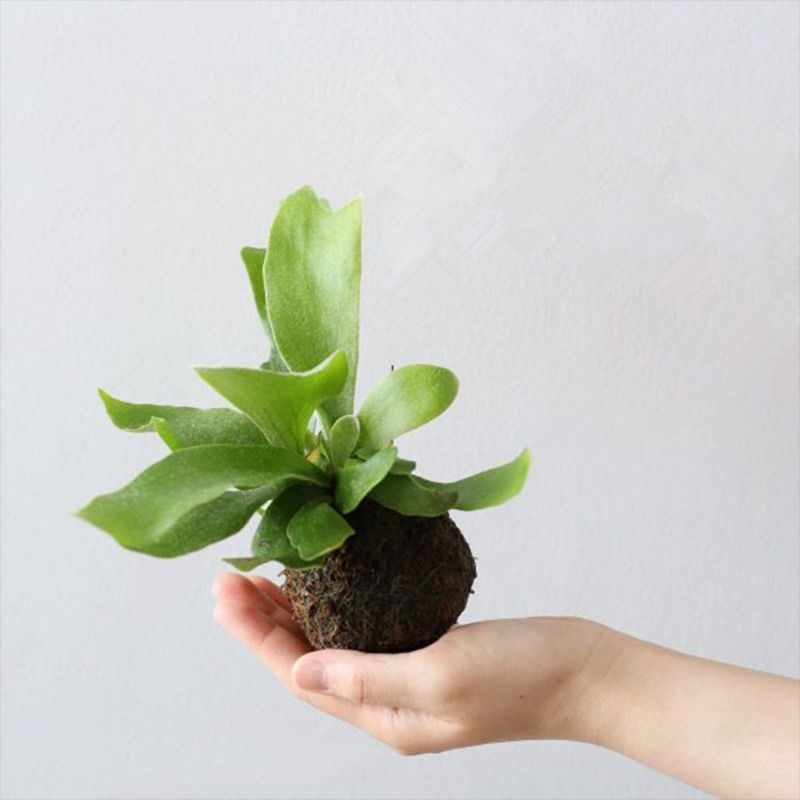 Moss Ball Pot Bird Nest Flower Plant Home Office Desk Table Garden DIY Decoration