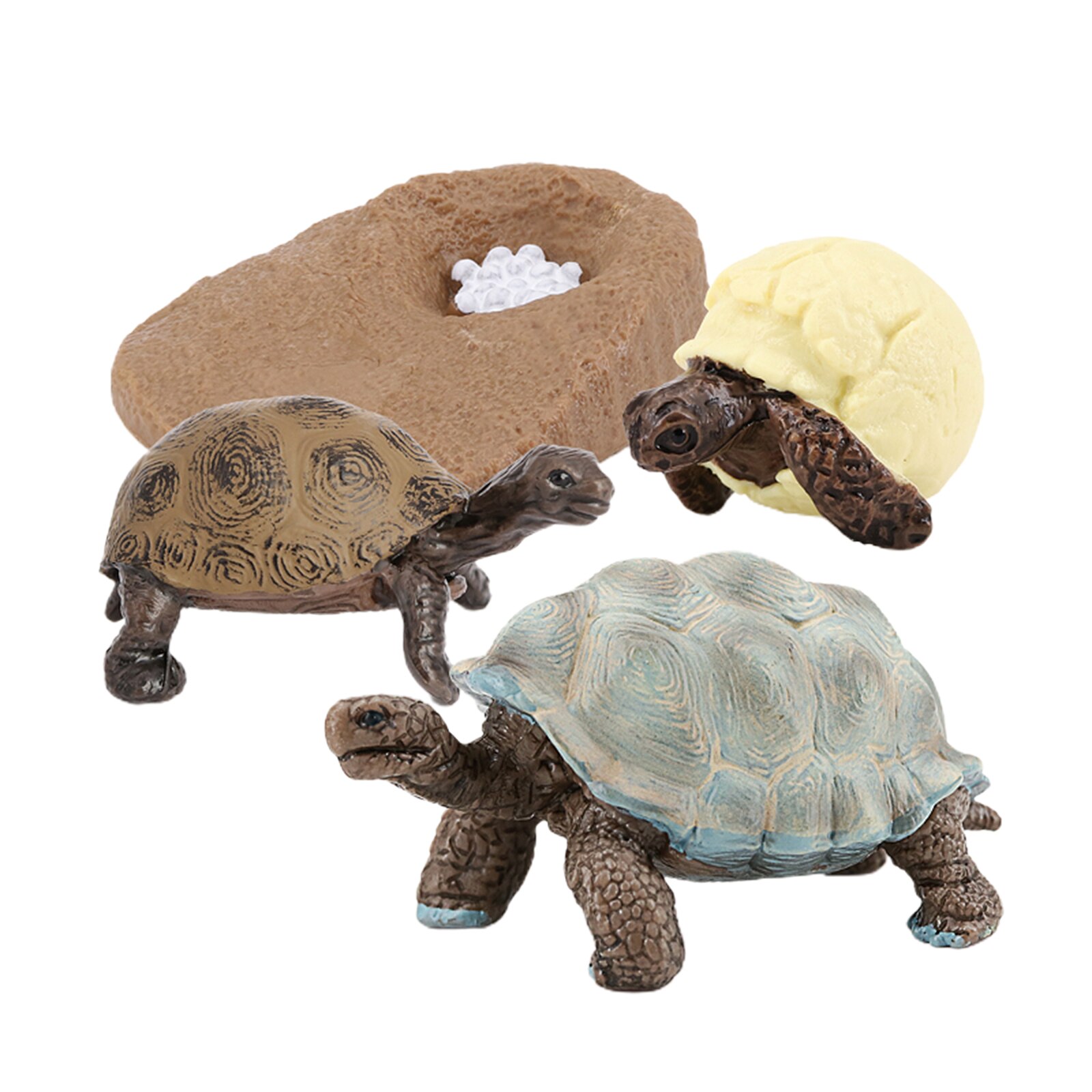 Modèle de Cycle de vie de tortue de mer 4 étape de croissance jouets de biologie Cognitive d'éducation d'enfants