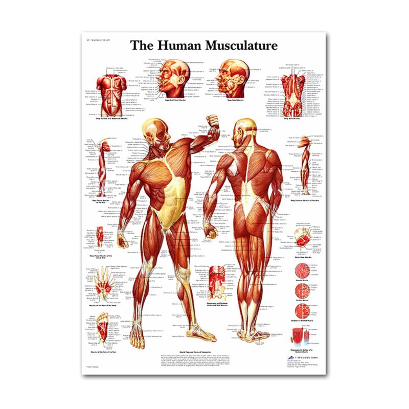 Muscular &amp; Skeletal System Anatomical Poster Set - Human Skeleton &amp; Muscle Anatomy - Single Sided19&quot; x 27&quot;: 11