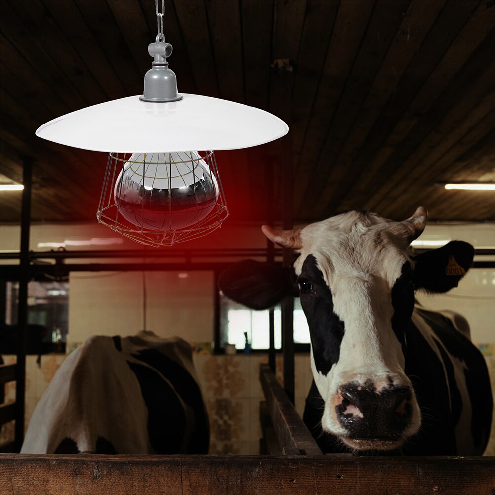 Lampe chauffante de remplacement pour bétail, pour chauffer le bétail