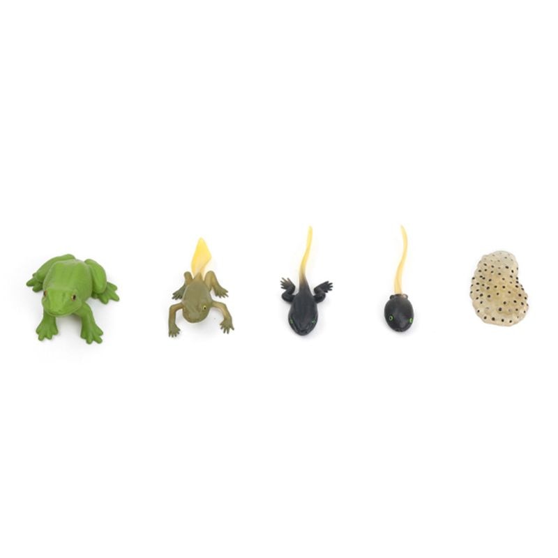 Simulatie Dier Groei Cyclus Model Speelgoed Realistische Frog Ant Schildpad Mosquito Kinderen Educatief Prop Kids Speelgoed