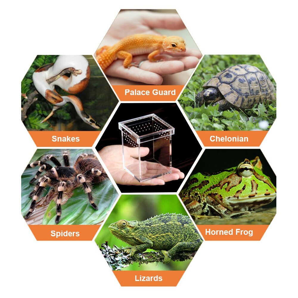 Reptiles en plastique vivant boîte Transparent Reptile Terrarium Habitat pour Scorpion araignée fourmis lézard élevage boîtier d'alimentation