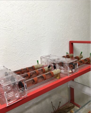 Tube À Essai Mierennest Mierenboerderij Doos Ant Workshop Worm Nest Farm Lair Voerbox Educational Formicarium Zeer Hydraterende Habitat VerjaardagsgeschenkGift (Color : 25 caliber-B