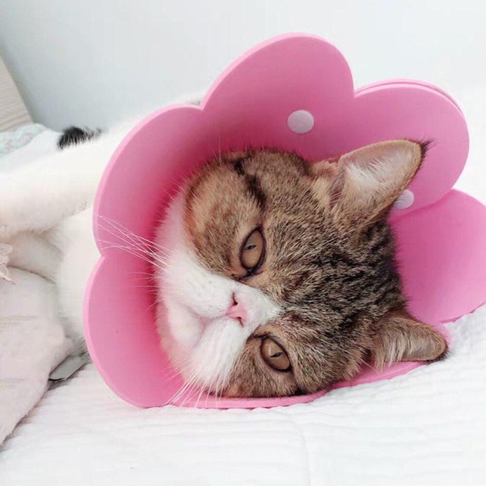 Lemmikit kissa elizabeth ympyrä kaulus puremisen esto lemmikkieläinten suoja palautuspantat pienille koirille kissat kukka sylki pyyhe kangas lemmikki sup
