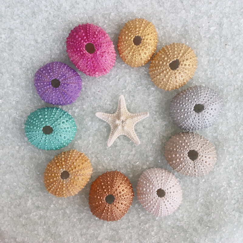 (10 stuks/partij )10 parelmoerkleuren kleine zee-egel natuurlijke schelp conch strand bruiloft decoratie kust huisdecoratie