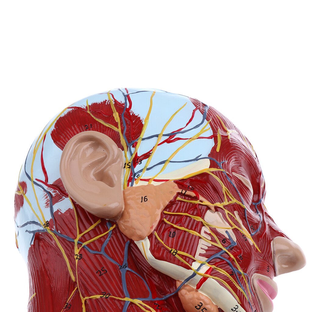 Modèle de plan Sagittal médiane | Modèle de tête pour l'enseignement et la présentation
