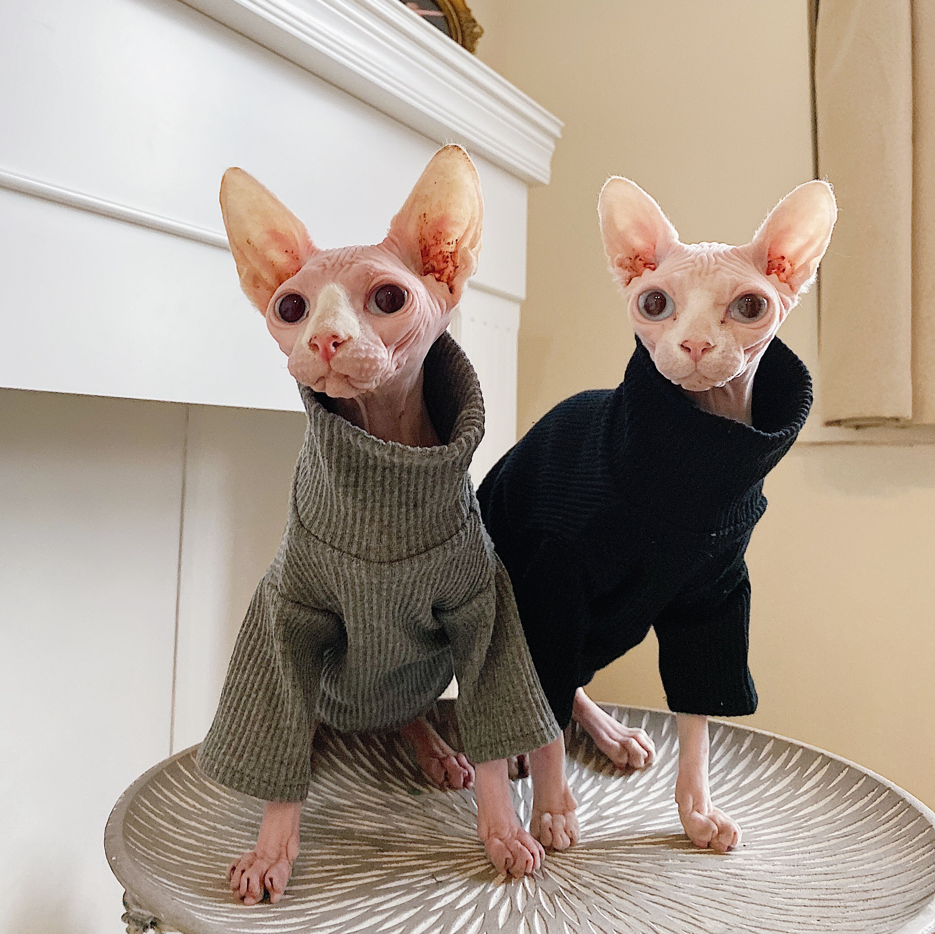 Hairless Cat Clothing Sphinx Cat Clothes Devon Winter Thick Cotton Comfortable Elastic Four Legged Clothes Pet Dog Supplies