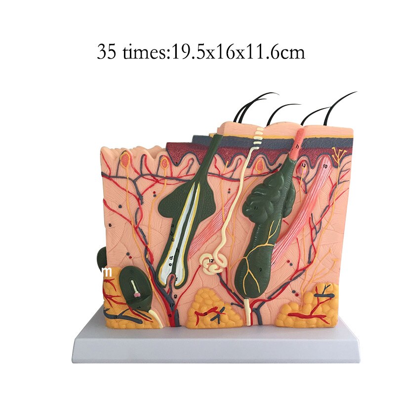 Estructura de la piel y el cabello humano, agrandar el modelo, estructura de la capa de la piel, modelo, anatomía de la estructura de la piel, Ayuda de entrenamiento cosmético: 35time19.5x16x11.6cm