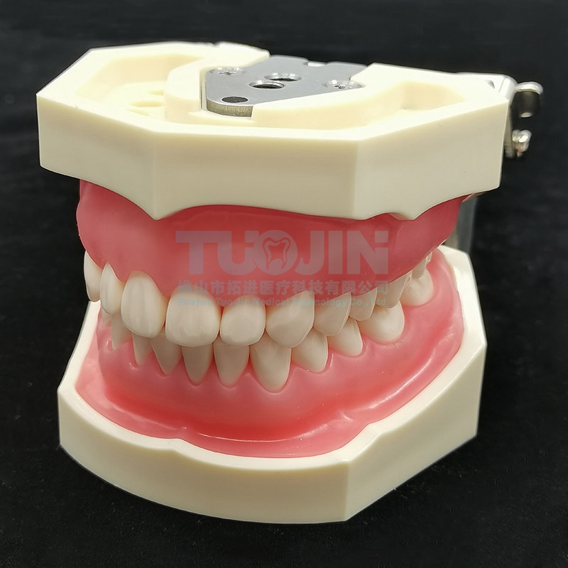 Dental Tooth Model Dental Model Oral Teaching Resin Teeth With 28 Removable Typodont Teeth Dentistry Material For Students