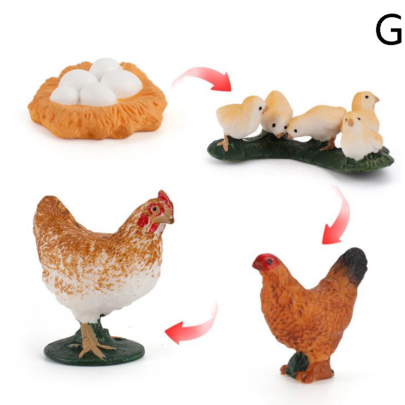 Cognitive Toy Simulation Life Cycle Animals Plant Growth Cycle Model Science Educational Toys For Children: G