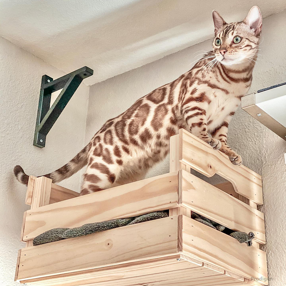 Panier mural en bois pour chat, étagère pour chat, lit de perche, hamac de couchage, grattage d'escalade, meubles muraux modernes pour chats