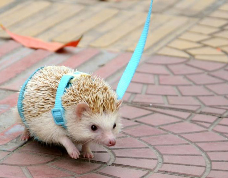 Adjustable hedgehog Harness for Training Playing traction rope